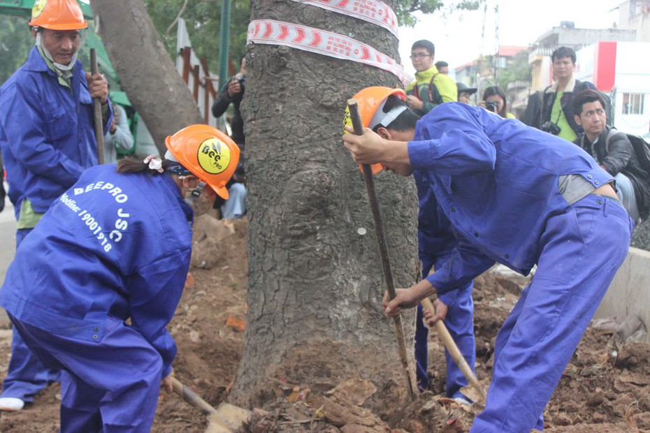 Hà Nội: Đã đánh chuyển 150 cây xanh trên đường Phạm Văn Đồng