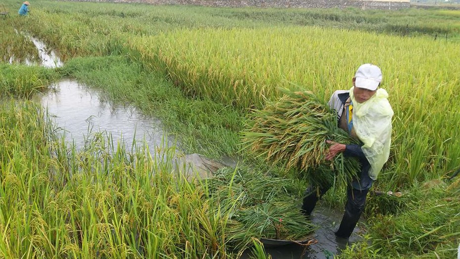 Hà Tĩnh: Bão số 10 áp sát, quân - dân hối hả gặt lúa xanh về nhà