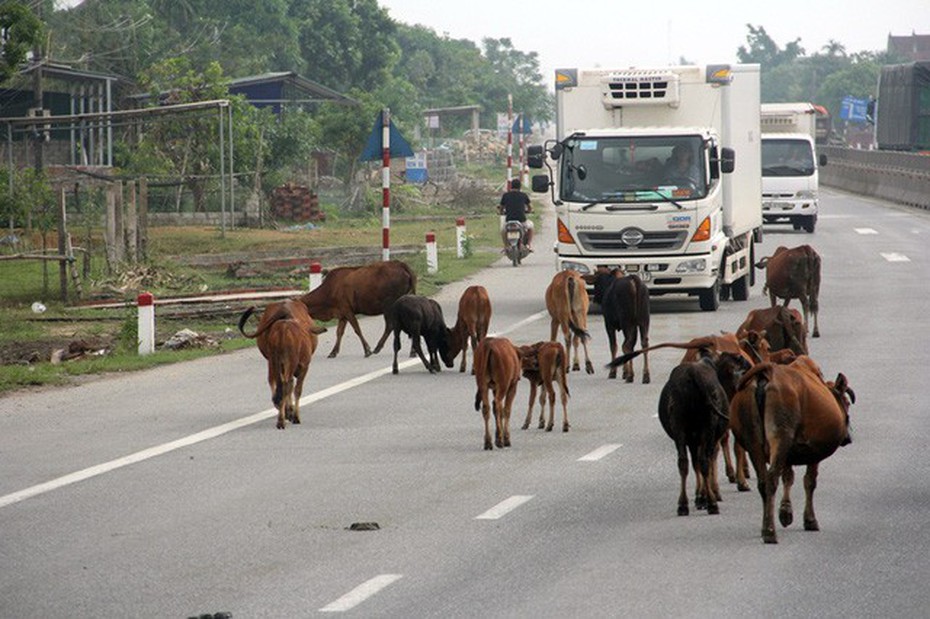 Hà Tĩnh: Để trâu bò "tung tăng" trên quốc lộ sẽ bị xử phạt nặng