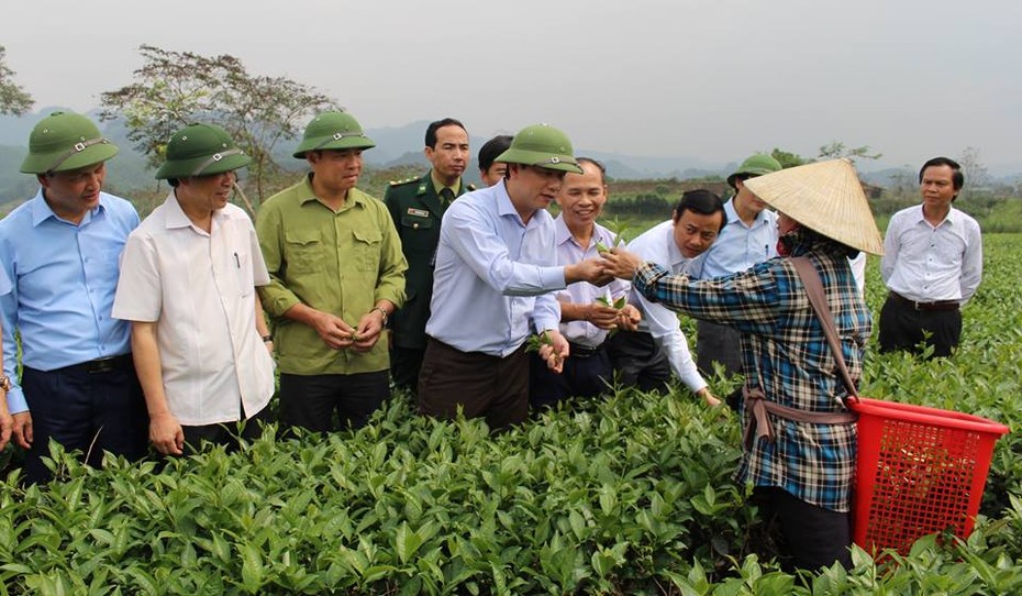 Hà Tĩnh: Chủ tịch tỉnh ngược rừng hái lộc chè đầu năm