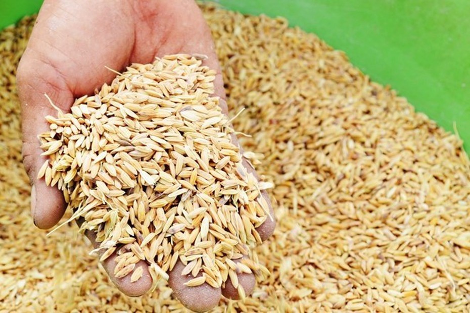 Kỷ luật cán bộ thôn bán lúa giống Nhà nước cấp cho dân