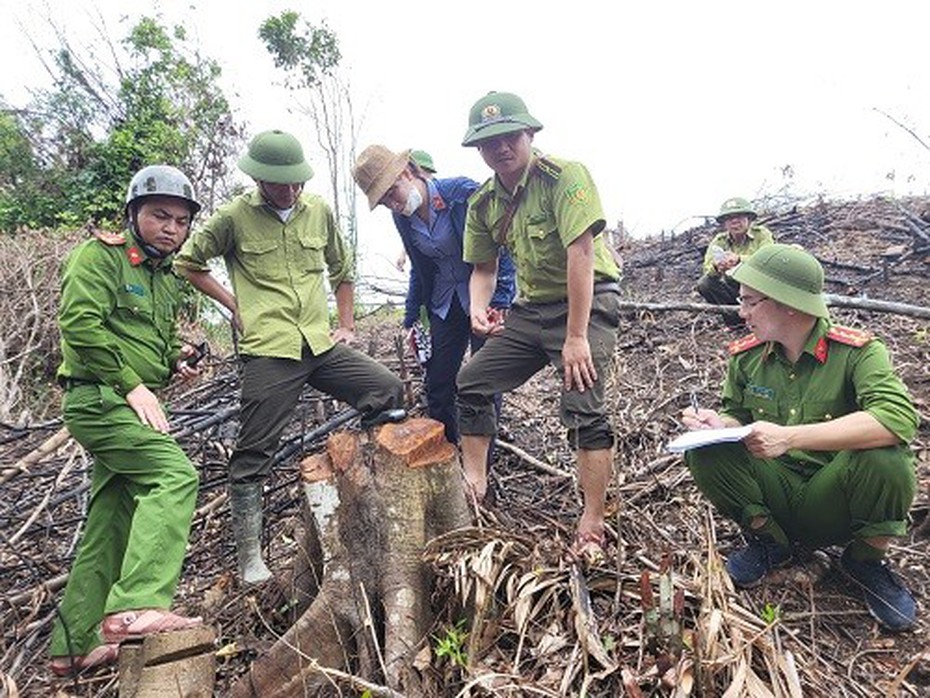 Khám nghiệm hiện trường, điều tra vụ phá rừng nguyên sinh