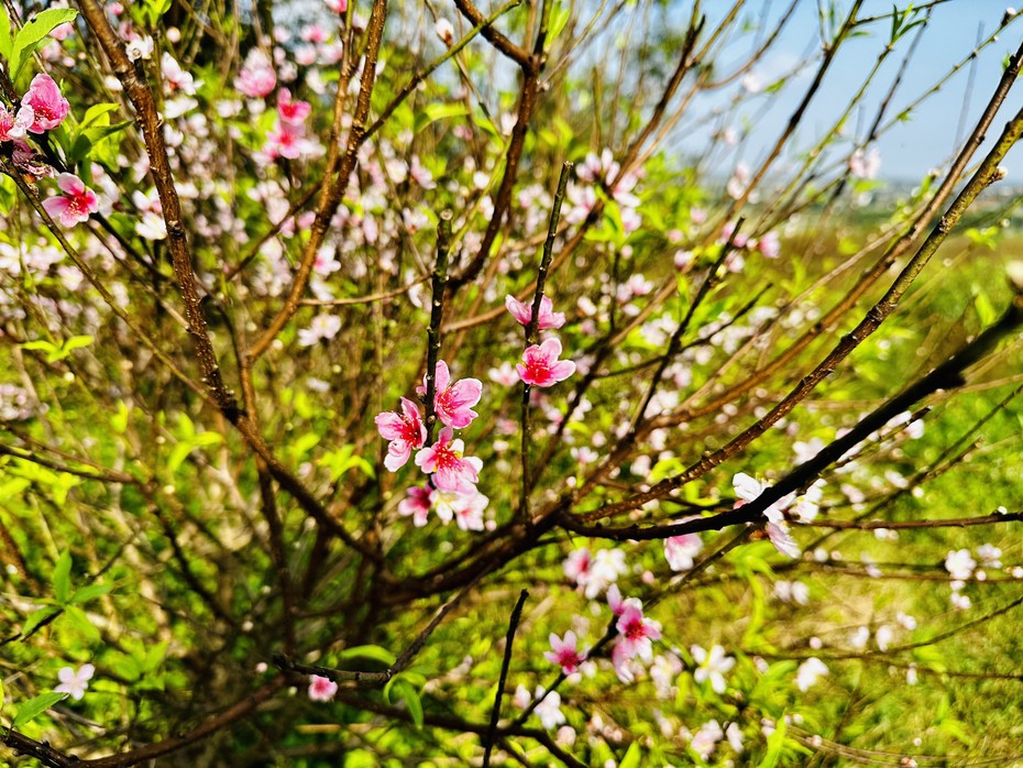 Thời tiết lạnh sâu, người trồng đào vui mừng “chỉnh” đào nở đúng Tết