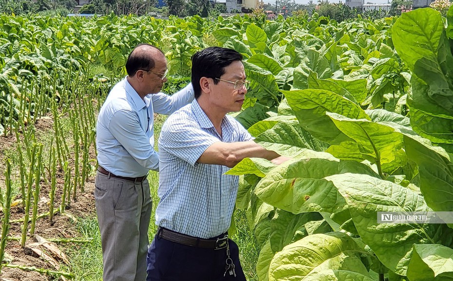 Hải Phòng: Đưa “thuốc lào Tây” về trồng trên quê lúa