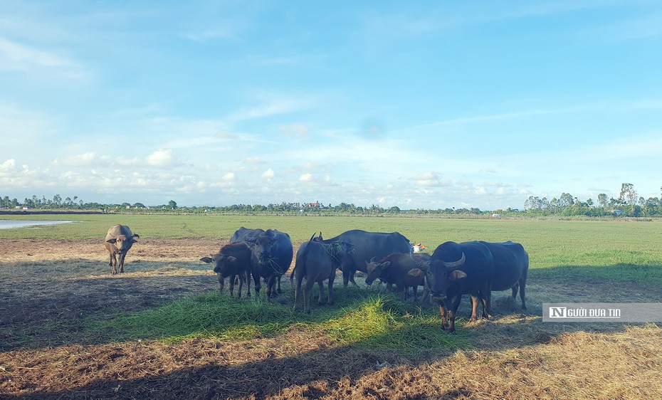 Hải Phòng: "Đại dự án" hơn 40 ha thành nơi nuôi trâu, thả cá