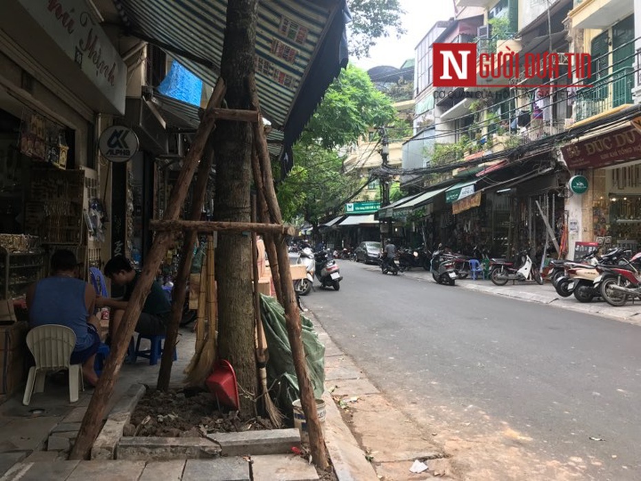 "Giải mã" thông tin cây sưa cổ ở Hà Nội bỗng “biến mất” trong đêm