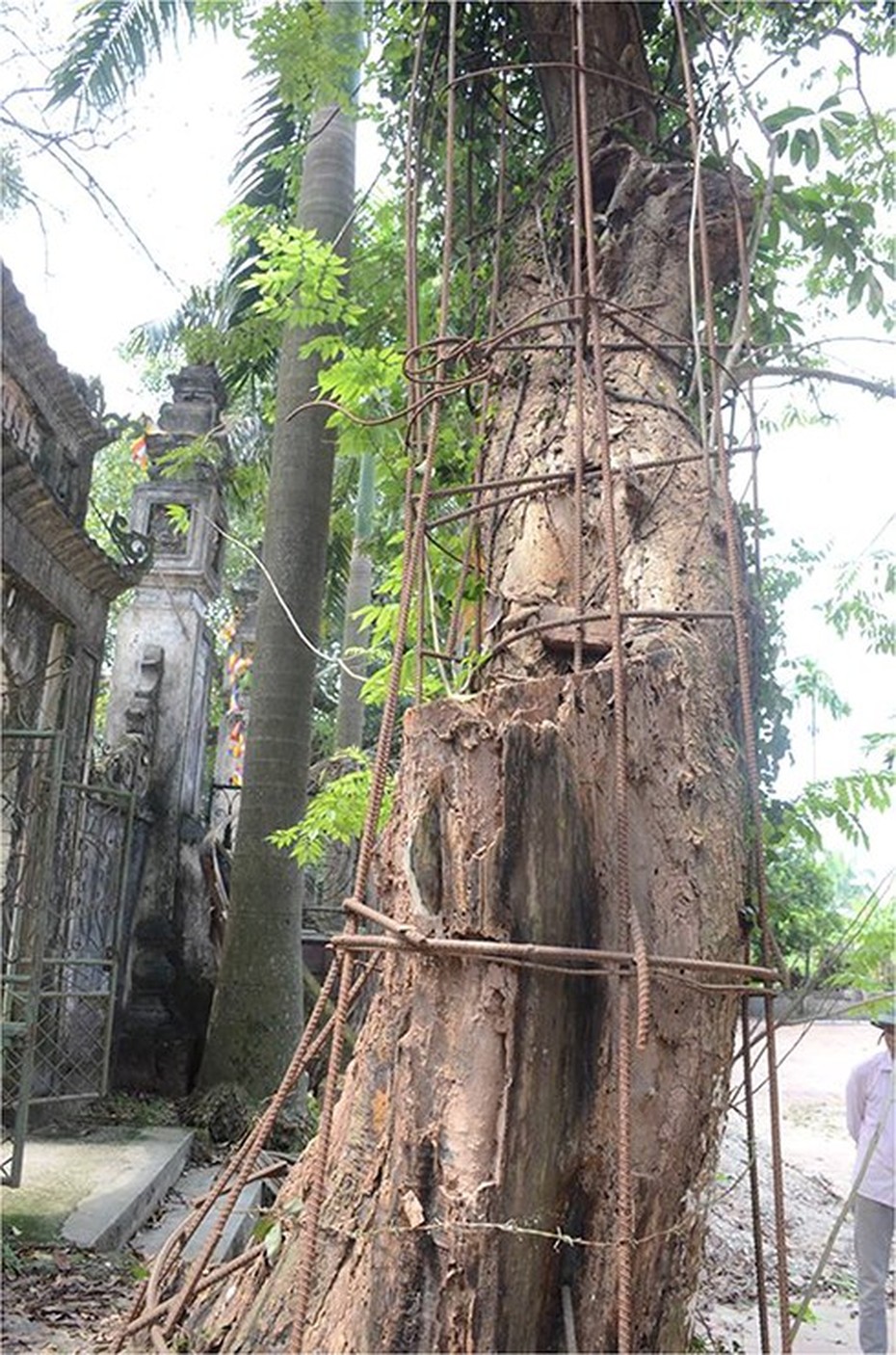 Bất nhất thông tin TP.Hà Nội đồng ý cho bán cây sưa trăm tỷ