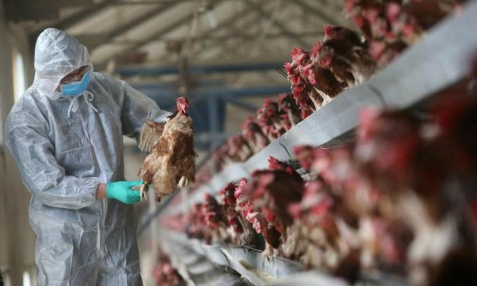 Dịch cúm gia cầm H5N1 "tái xuất" ở Trung Quốc, giữa tâm dịch Corona