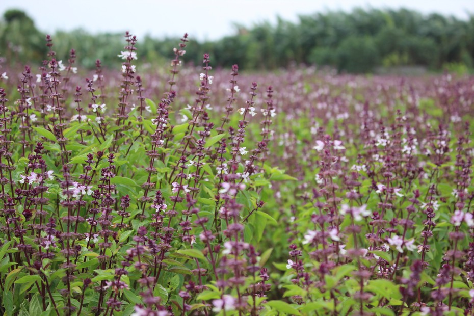 Clip: Sự thực về cánh đồng "hoa Lavender" ở ngoại thành Hà Nội