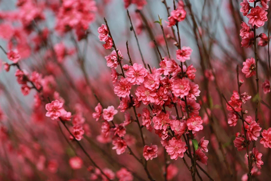 Tết về, hoài niệm ấu thơ