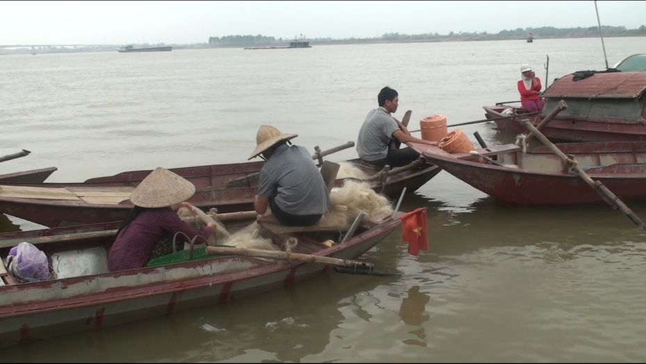 Clip: Đánh bắt cá mòi trên sông Hồng kiếm tiền triệu mỗi ngày