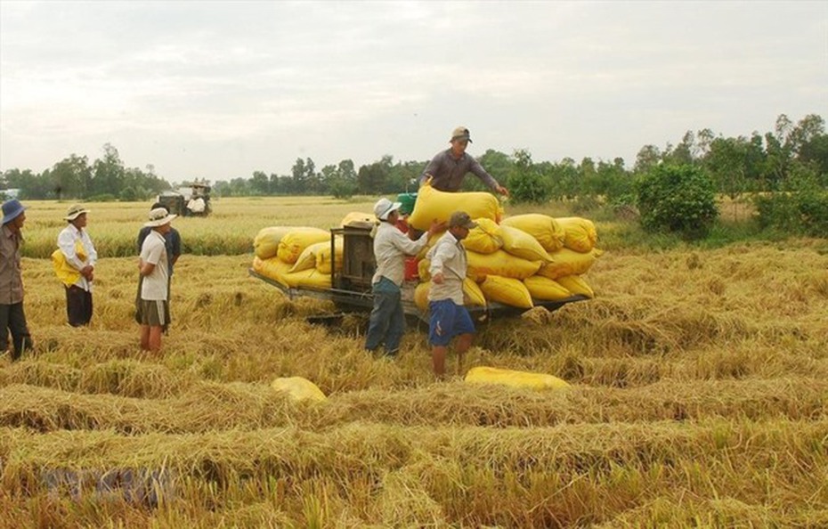 NHNN chỉ đạo đẩy mạnh cho vay thu mua, kinh doanh thóc, gạo