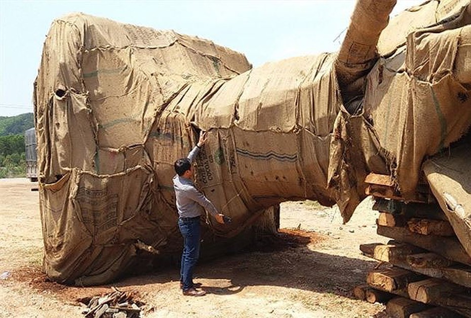 Vụ cây "quái thú" qua nhiều tuyến đường: Không phát hiện do lực lượng mỏng?