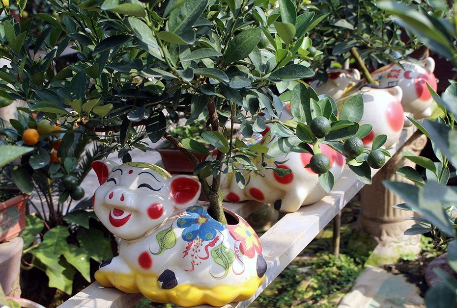 "Phát sốt" với quất bonsai trên lưng heo vàng đón Tết Kỷ Hợi 2019