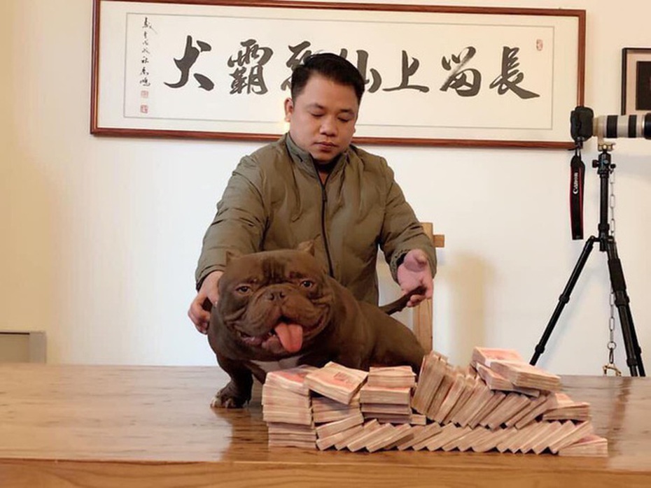 Đại gia tiết lộ lí do chi 2,6 tỷ đồng rước chó “cơ bắp khủng"