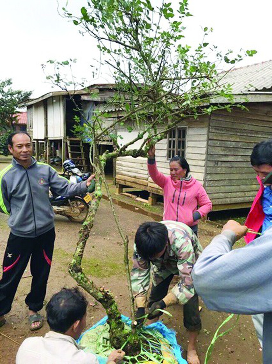 Dân “săn” cây kể chuyện mua bán hồng cổ độc nhất vô nhị