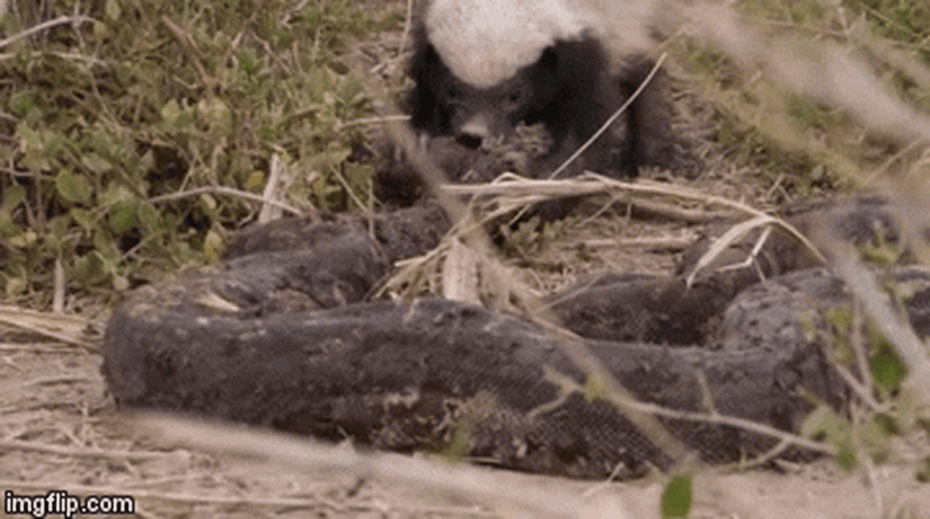 Giải mã bí ẩn: Loài “sinh vật đáng sợ nhất thế giới” khiến rắn độc cũng phải khiếp sợ