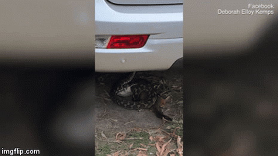 Chùm ảnh: Kinh hãi cảnh trăn bò lên cây siết cổ thú có túi tới chết, may mắn con non thoát nạn