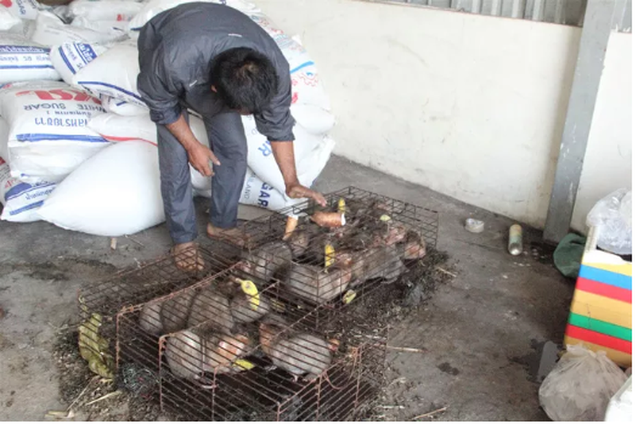 Quảng Trị: Vướng thẩm quyền xử lý, hàng chục cá thể động vật hoang dã có nguy cơ chết dần