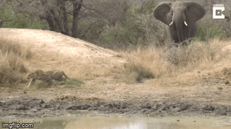 Báo hoa mai đang mai phục bắt linh dương, nào ngờ bị voi phá đám vào phút chót