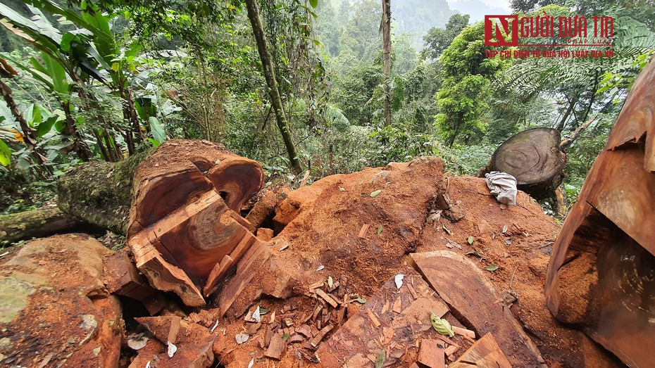 Tạm giữ 2 nghi phạm sau loạt bài phản ánh về tình trạng phá rừng ở Tuyên Quang