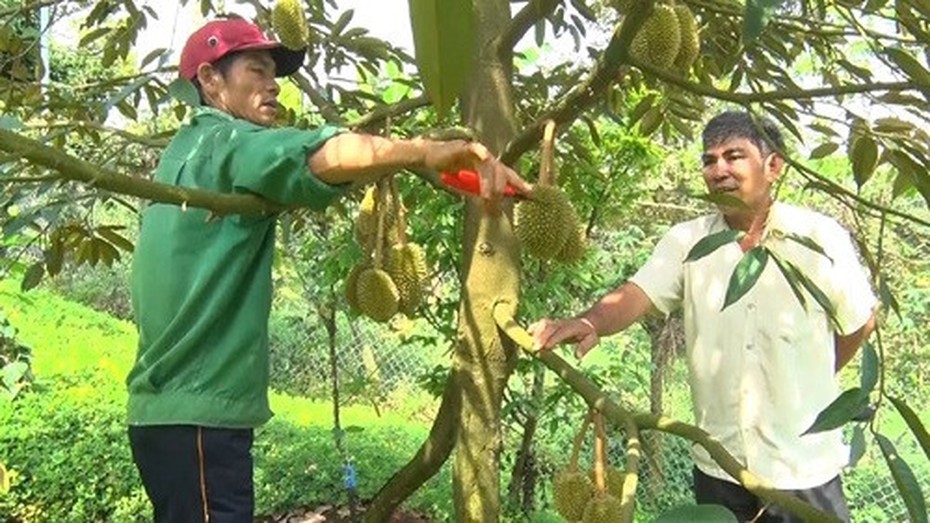 Đồng Nai: Đến vụ thu hoạch sầu riêng, nông dân đặt nhiều kỳ vọng