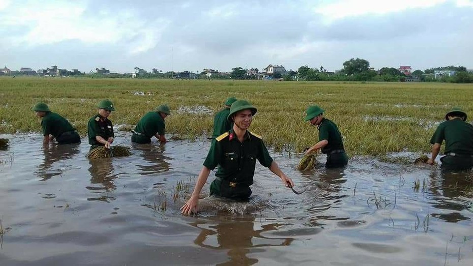 Thái Bình: Công an, quân đội gặt lúa giúp dân tránh bão