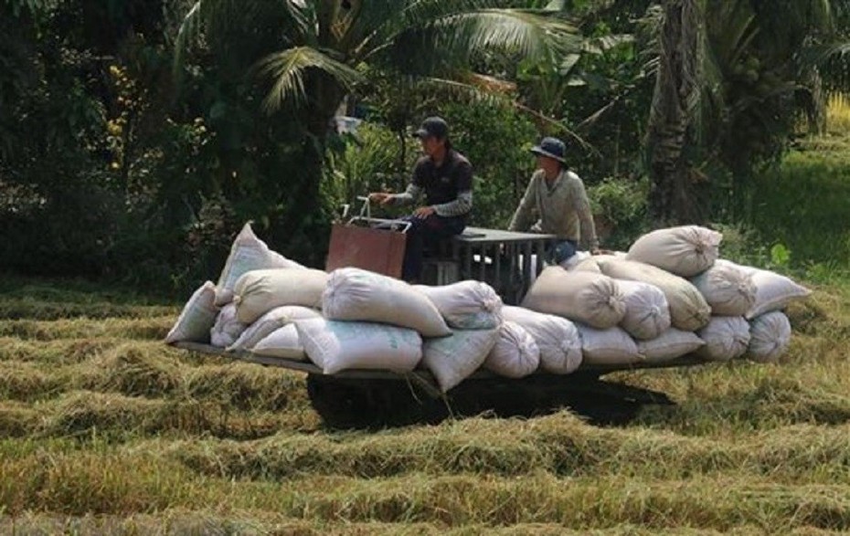 Sản lượng lúa cả nước năm 2021 đạt trên 43,86 triệu tấn và dự báo xu hướng 2022