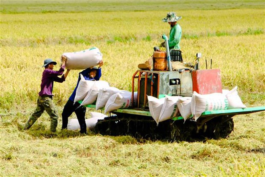 Thị trường nông sản tuần qua: Giá lúa tăng nhẹ