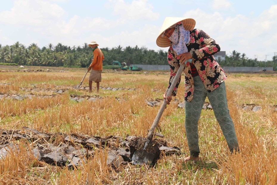 Hướng dẫn thực hiện quy định về chuyển mục đích sử dụng đất lúa làm dự án đầu tư