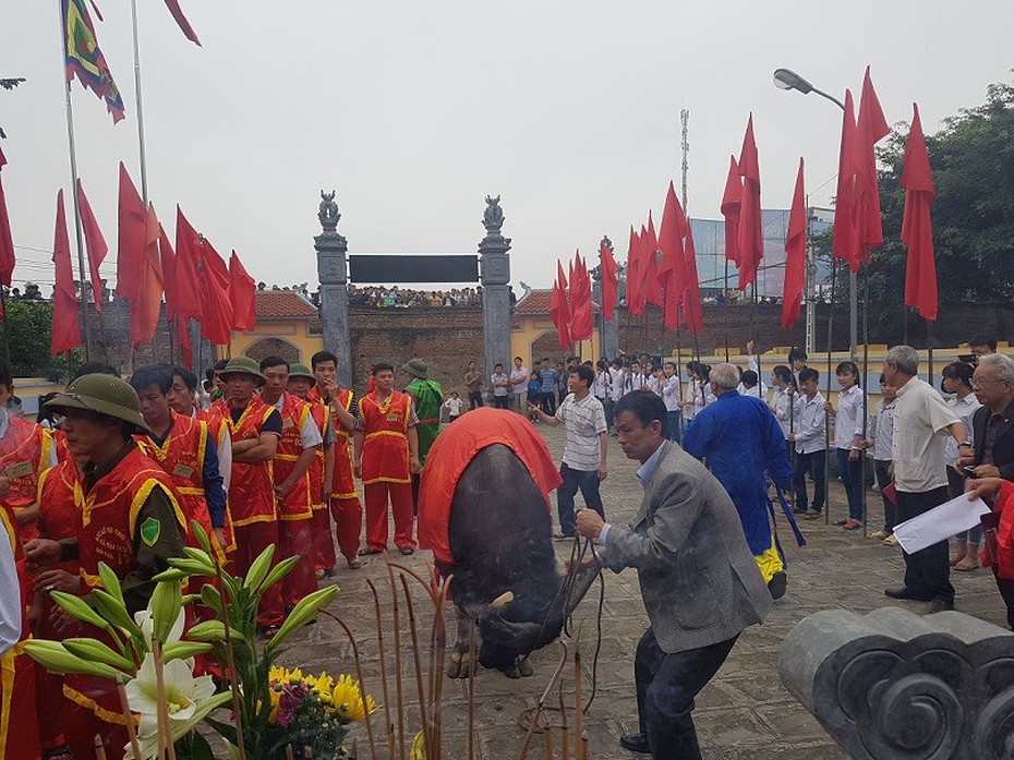 Khai hội chọi trâu cổ xưa bậc nhất Việt Nam: Một chủ trâu bị phạt 1 triệu đồng