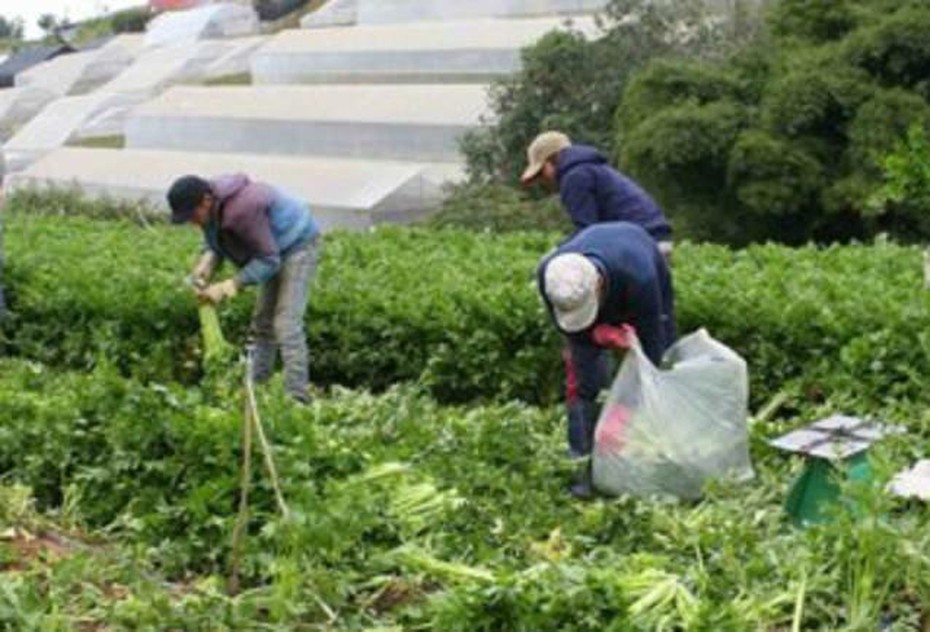 Sau bão số 12, rau Đà Lạt tăng giá bất thường