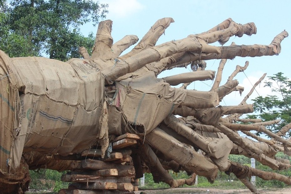 Điều bất thường trong đường đi của cây khủng như “quái thú”