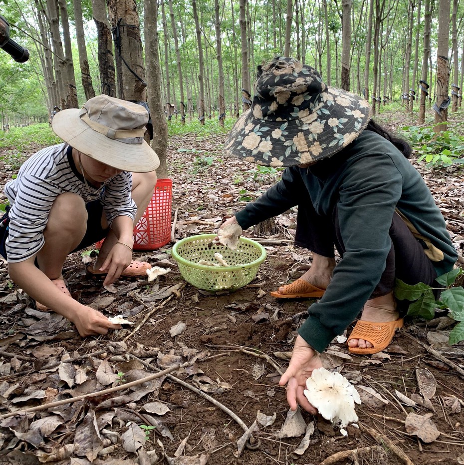 Nông dân Gia Lai phấn khởi săn “lộc trời”