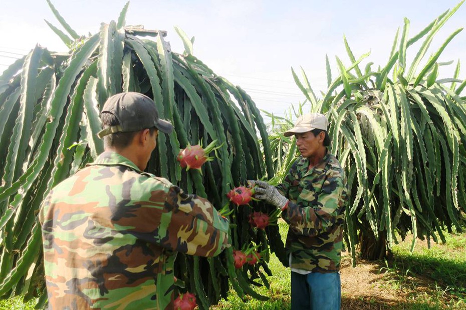 Doanh nghiệp “kêu oan” sau khi thanh long bị dừng nhập khẩu