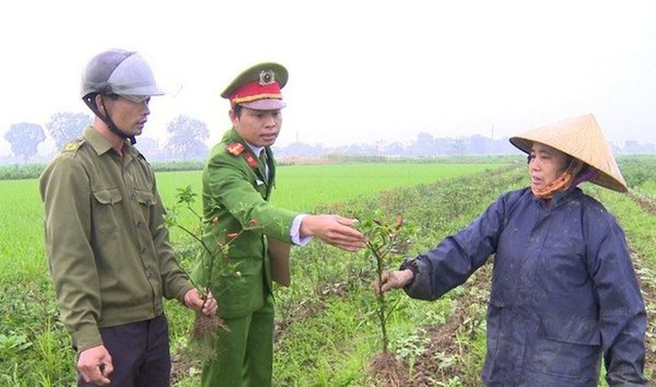 Thanh Hóa: Công an vào cuộc điều tra vụ ruộng ớt 4 sào nghi bị kẻ xấu phá hoại