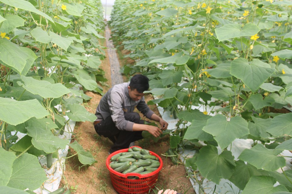 Cử nhân công nghệ thông tin khởi nghiệp nhờ vườn rau sạch tiền tỷ