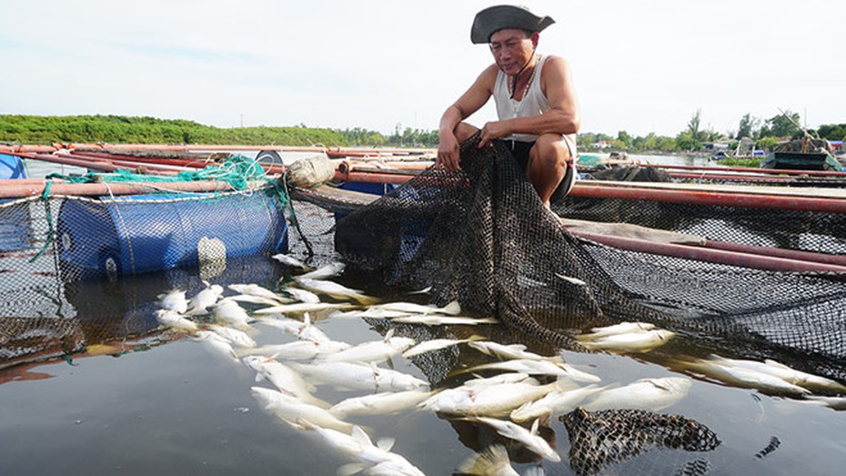 Xót xa gần 100 tấn cá nuôi lồng bè chết chưa rõ nguyên nhân