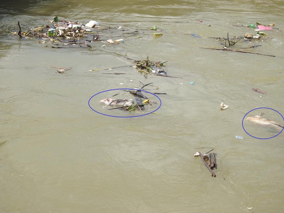 Nghệ An: Dịch tả lợn châu Phi lan khắp nơi, người dân vứt lợn chết trên sông