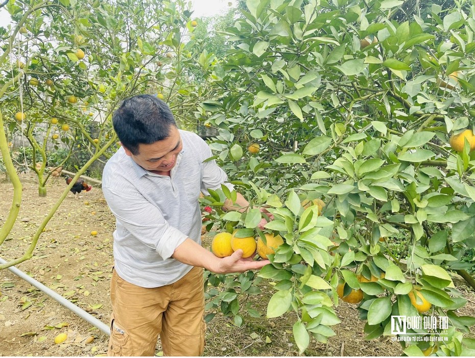 Đặc sản "tiến vua" rụng hàng loạt, nông dân thất thu khi Tết cận kề