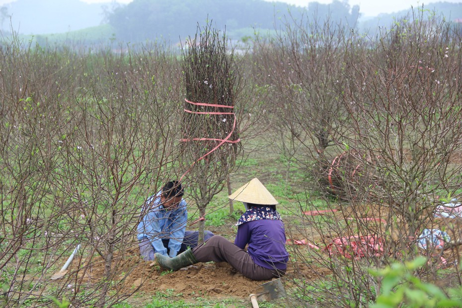 Kiếm tiền triệu từ nghề "đánh" gốc đào thuê dịp cận Tết