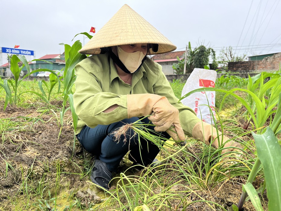 Nông dân xứ Nghệ bội thu vì giá hành tăm đầu mùa tăng cao