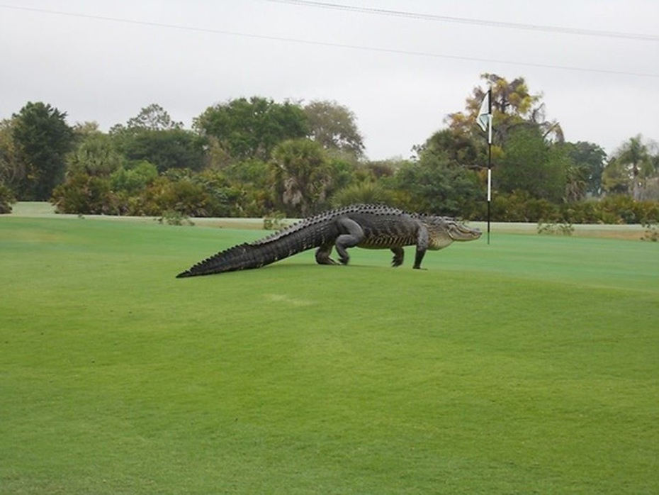 Cá sấu to như khủng long tiền sử "đột kích" sân golf Mỹ