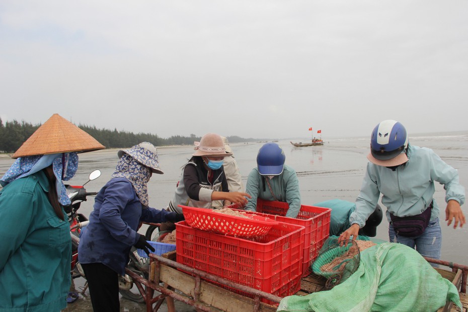 Đầu năm ngư dân thu tiền triệu mỗi ngày nhờ "lộc biển"