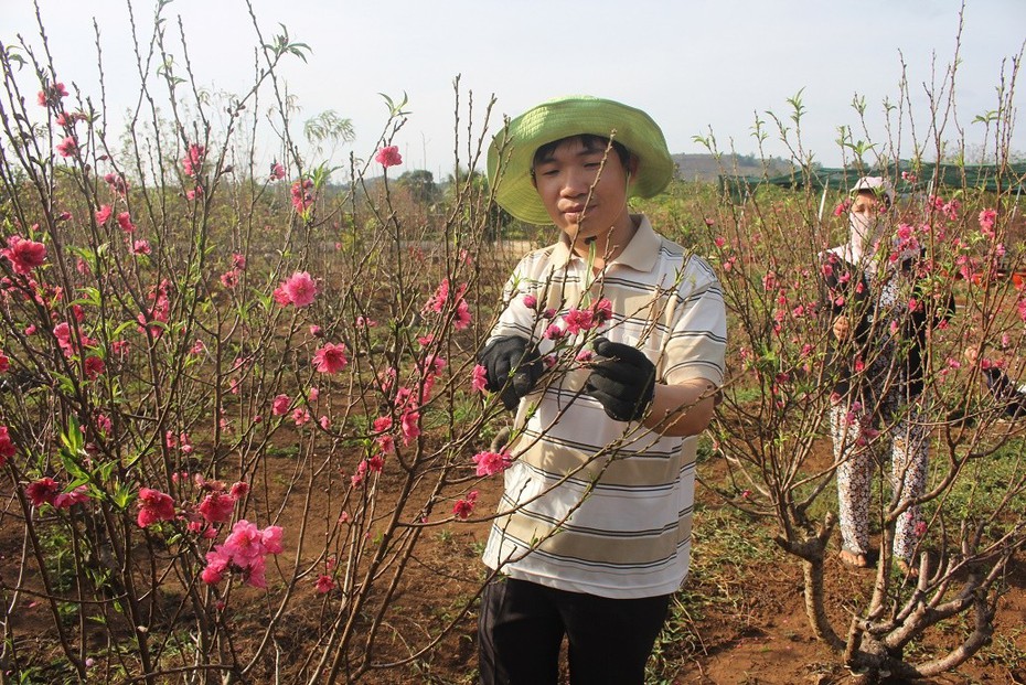 Chiêm ngưỡng vườn đào gốc Bắc khoe sắc trên Tây Nguyên