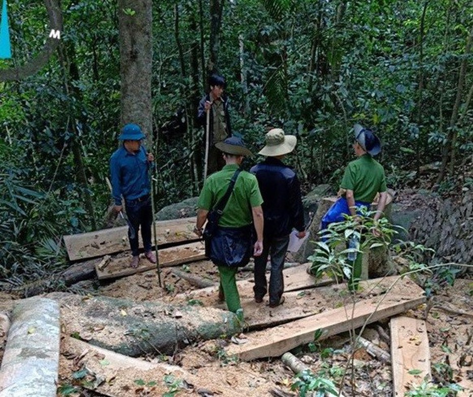 Điều tra làm rõ vụ lâm tặc đốn hạ 12 cây gỗ tại Gia Lai