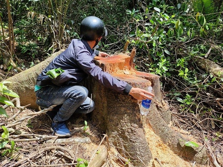 Gia Lai: “Máu rừng” vẫn chảy tại huyện Đắk Đoa