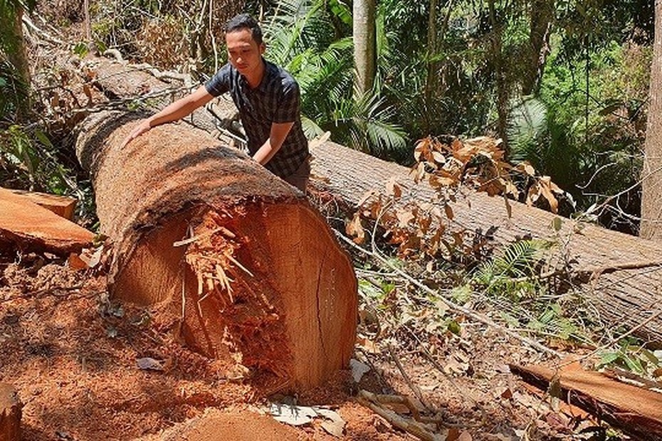 Kon Tum: Triệu tập 6 đối tượng phá rừng