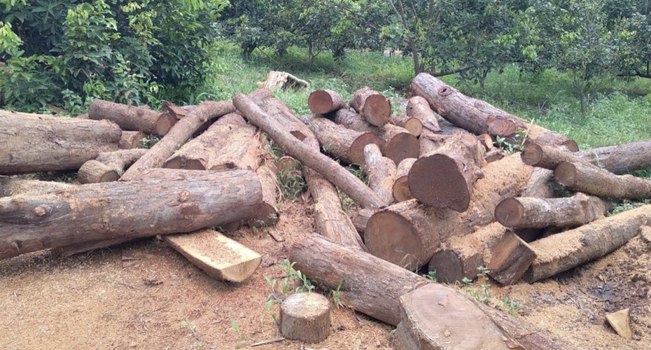 Gia Lai: Phát hiện xưởng gỗ lậu tại khu vực biên giới