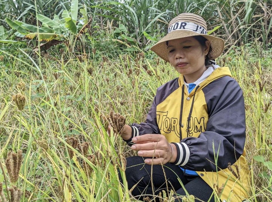 Chuyện về loại nguyên liệu được coi là "linh hồn" của đặc sản Tây Nguyên